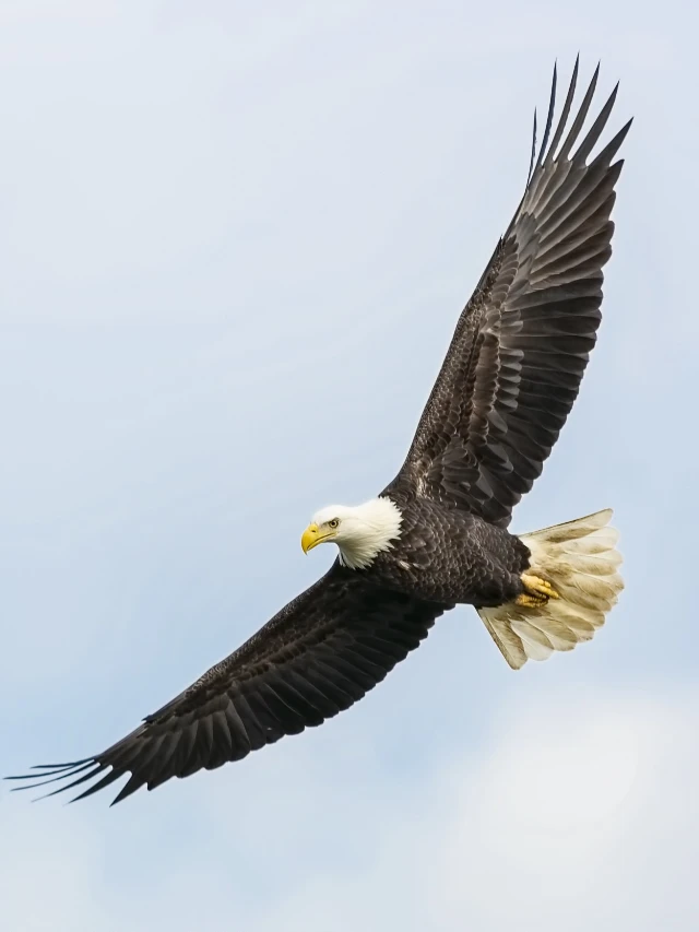 Eagle learn